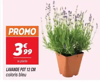 Lavande Pot 12 cm Coloris Bleu