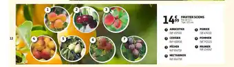 Auchan Fruitier scions offre