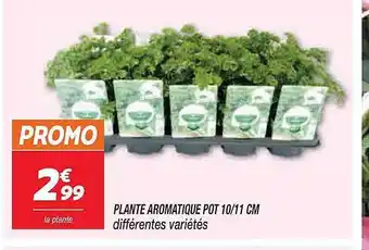 Plante aromatique pot 10-11 cm