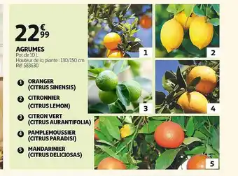 Auchan Agrumes offre