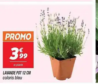Lavande pot 12 cm