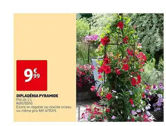 Auchan Dipladénia pyramide offre