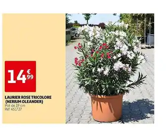 Auchan Laurier rose tricolore (nerium oleander) offre