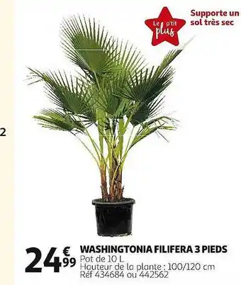 Auchan Washingtonia filifera 3 pieds offre