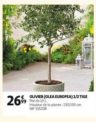 Auchan Olivier (olea europea) 1-2 tige offre