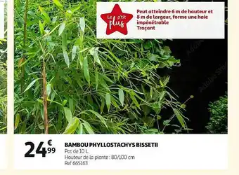 Auchan Bambou phyllostachys bissetii offre