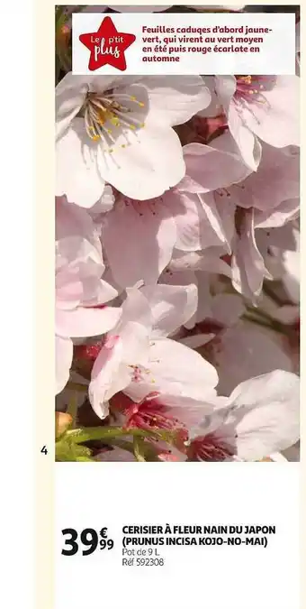 Auchan Cerisier à fleur nain du japon (prumus incisa kojo-no-mai) offre
