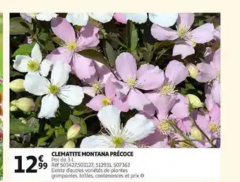 Clématite montana précoce