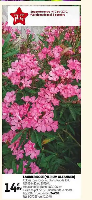Auchan Laurier rose (nerium oleander) offre