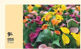 Arum de couleur