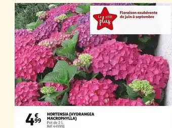 Auchan Hortensia (hydrangea macrophylla) offre