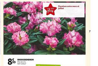 Auchan Rhododendron offre