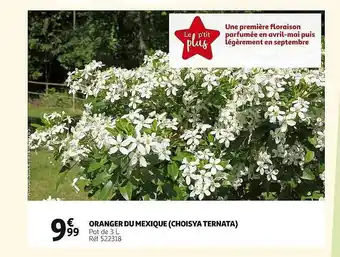 Auchan Oranger du mexique (choisya ternata) offre