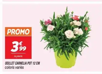 Oeillet carnelia pot 12cm