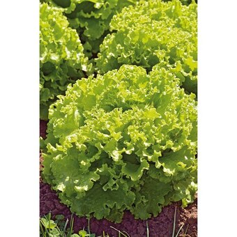 Carrefour Plants de salade offre