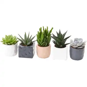 Carrefour Plante succulente offre
