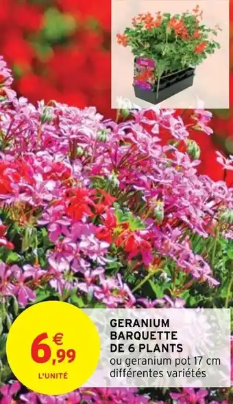 Intermarché Geranium Barquette de 6 Plants offre