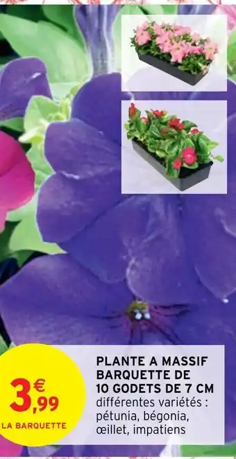 Plante a Massif Barquette de 10 Godets de 7 CM
