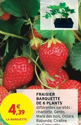 Intermarché Fraisier Barquette de 6 Plants offre