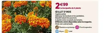 Delbard Œillet d'inde offre