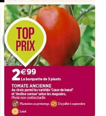 Delbard Tomate ancienne offre