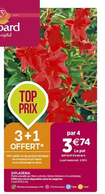 Delbard Dipladénia offre