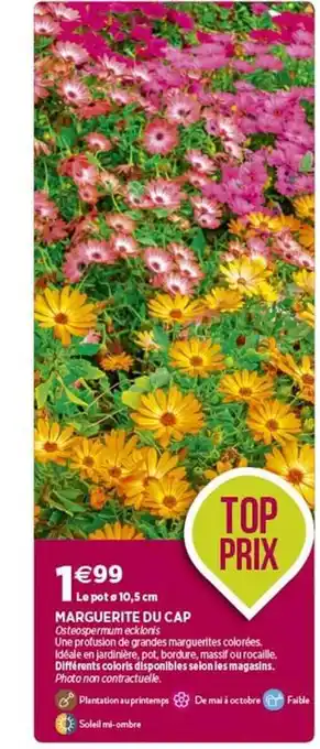 Delbard Marguerite du cap offre