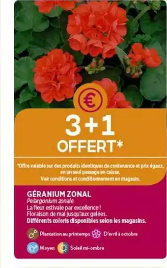 Delbard Géranium zonal offre