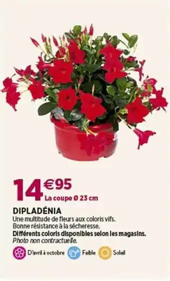 Delbard Dipladénia offre