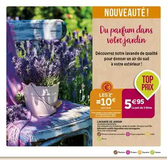 Delbard Lavande de jardin offre