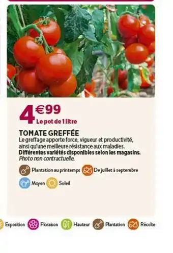 Tomate greffée