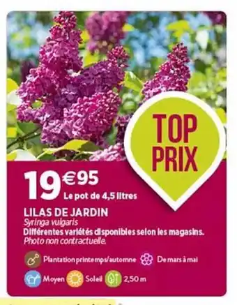Delbard Lilas de jardin offre