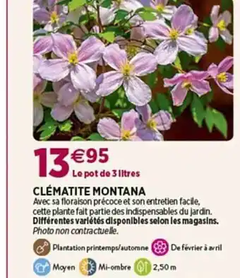 Clématite montana