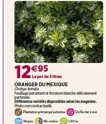 Delbard Oranger du mexique offre