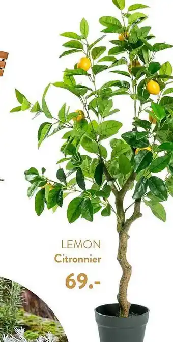 Citronnier lemon
