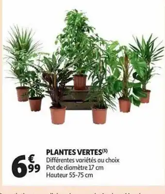Auchan Plantes vertes offre