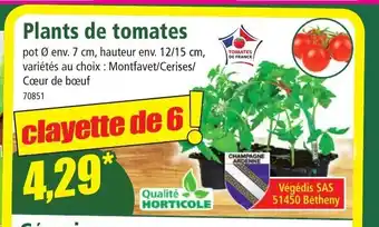 Norma Plantes de tomates offre