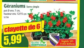 Norma Geraniums offre