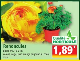 Norma Renoncules offre