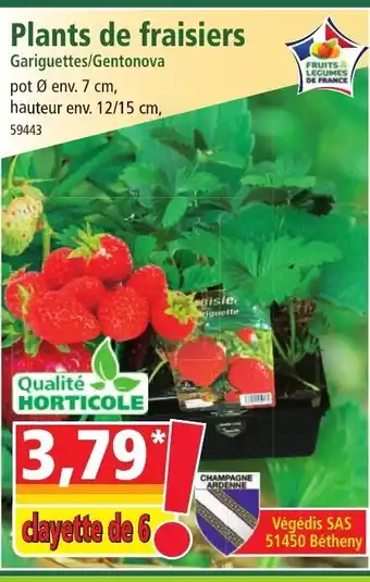 Norma Plants de fraisiers offre
