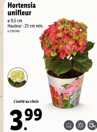 Lidl Hortensia Unifleur offre