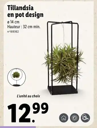 Lidl Tillandsia en Pot Design offre