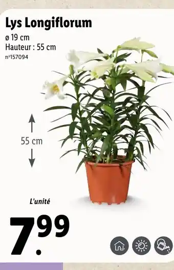 Lidl Lys Longiflorum offre