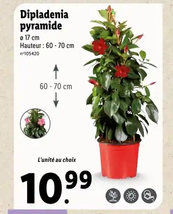 Lidl Dipladenia Pyramide offre