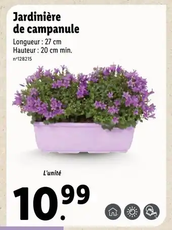 Jardinière de Campanule