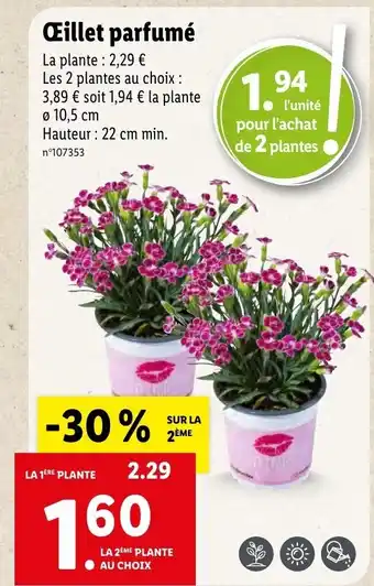 Lidl Œillet Parfumé offre