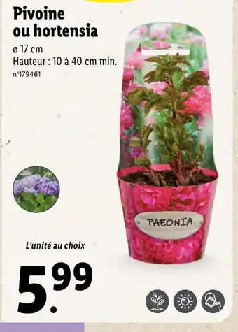 Lidl Pivoine ou Hortensia offre