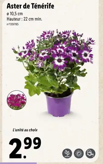 Lidl Aster de Ténérife offre