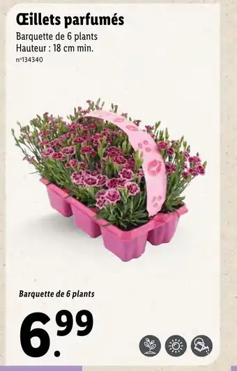 Lidl Œillets Parfumé offre