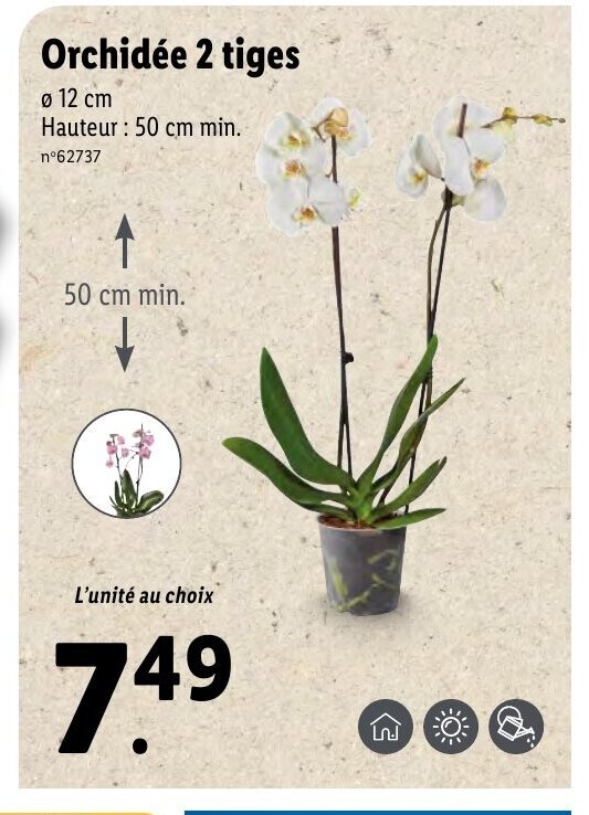 Promo Orchidée 2 Tiges chez Lidl